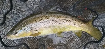 brown-trout-tuckasegee-river-bryson-city.jpg