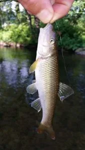 chub-deep-creek-bryson-fishing.jpg