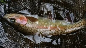 deepcreekbow