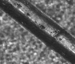 surface-image-tippet-study.jpg