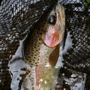 corporate-groups-fly-fishing