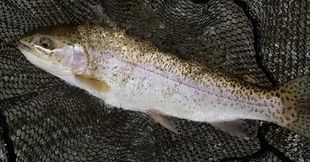 rainbow-tuck-march-madness