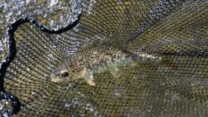 get-drift-fly-fishing-success