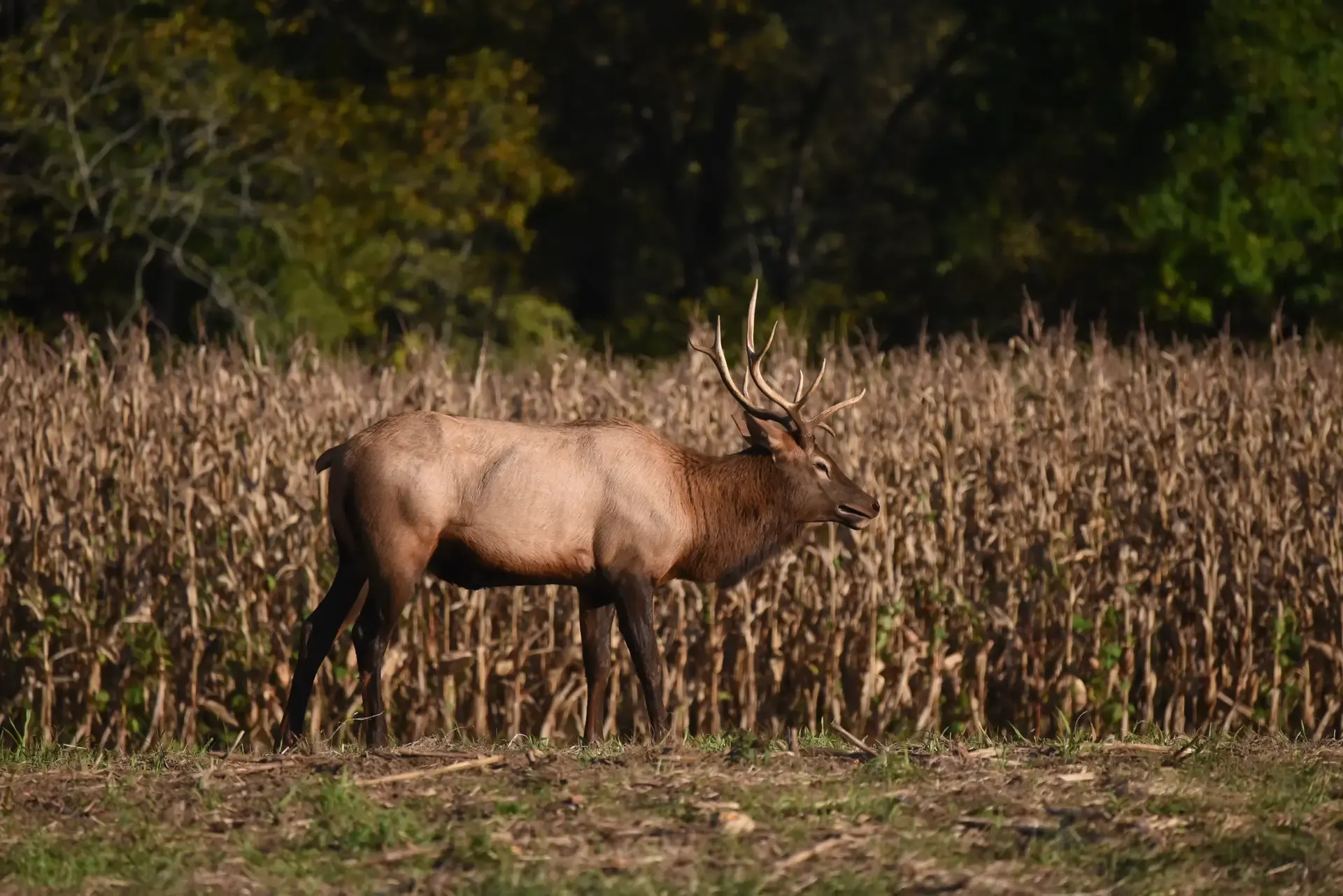 Elk in a mountain meadow near Bryson City NC — Mac Brown Fly Fish guided trips and schools