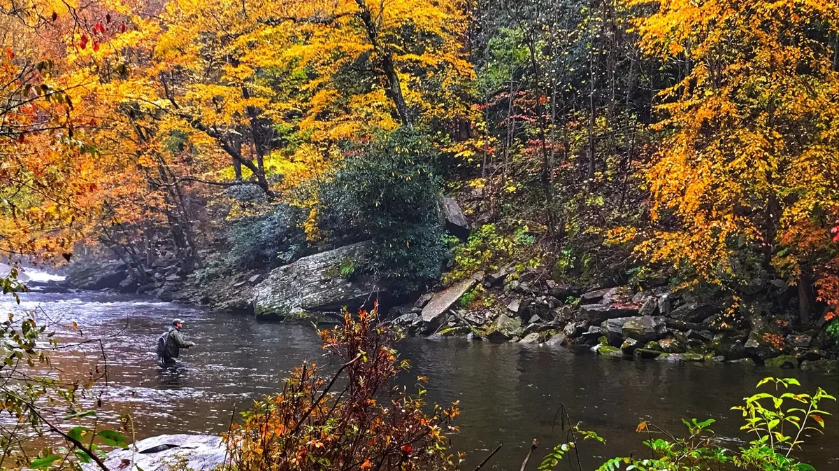 Fly fishing Cherokee trophy waters surrounded by peak fall foliage