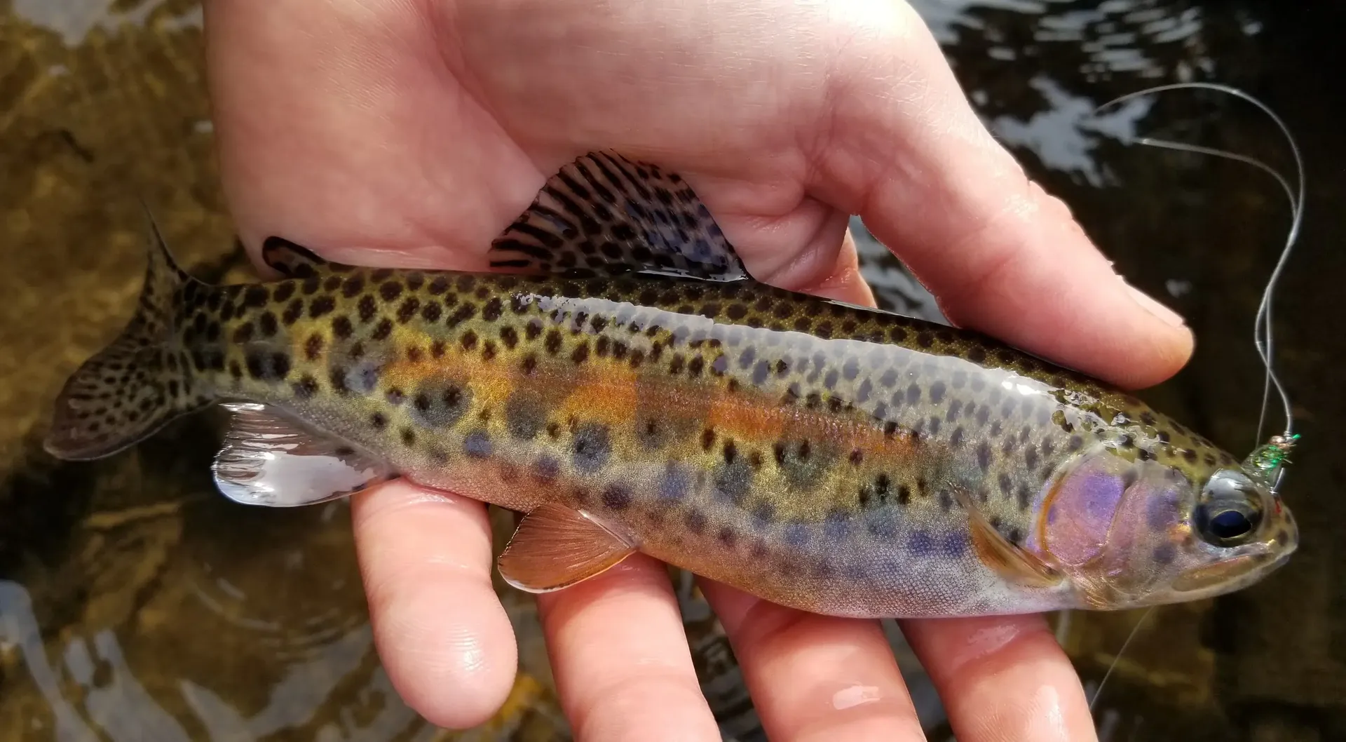 Rainbow trout in hand
