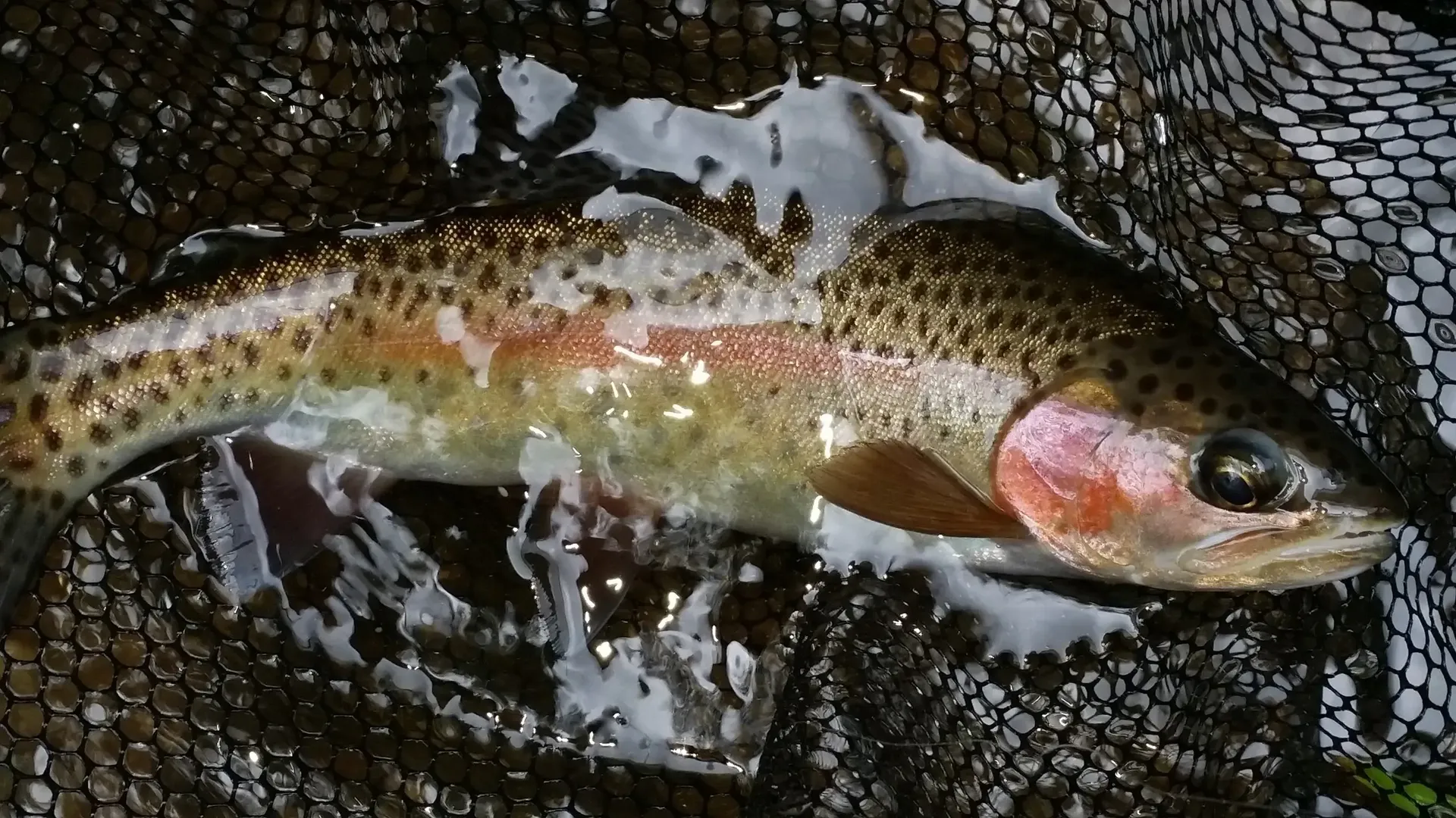 Rainbow trout caught fly fishing in Western North Carolina — Mac Brown Fly Fish