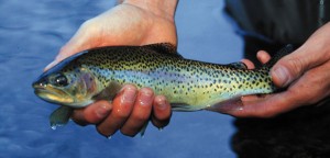 bryson-city-nc-fly-fishing-report.jpg