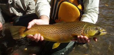 WTT 316 6 inch trout floater (brown trout) - Black Market