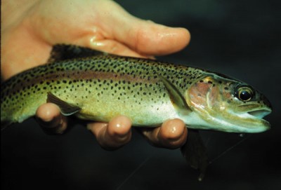 deep-creek-fly-fishing-wade-trip-great-smoky-mountains-national-park.jpg