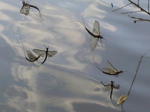 mayfly-spinner-fall-trout-fishing-lessons-guide-trip.jpg