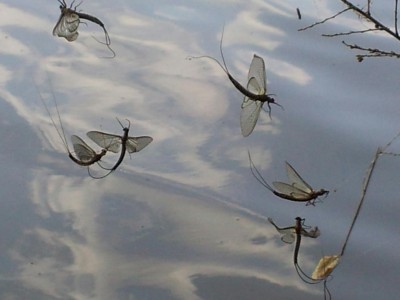 Western North Carolina Bryson City Area Hatch Report Fly Fishing