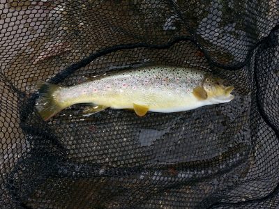 A rare treat, A big Brook Trout on the Raven Fork. - Picture of Fly Fishing  the Smokies, Bryson City - Tripadvisor
