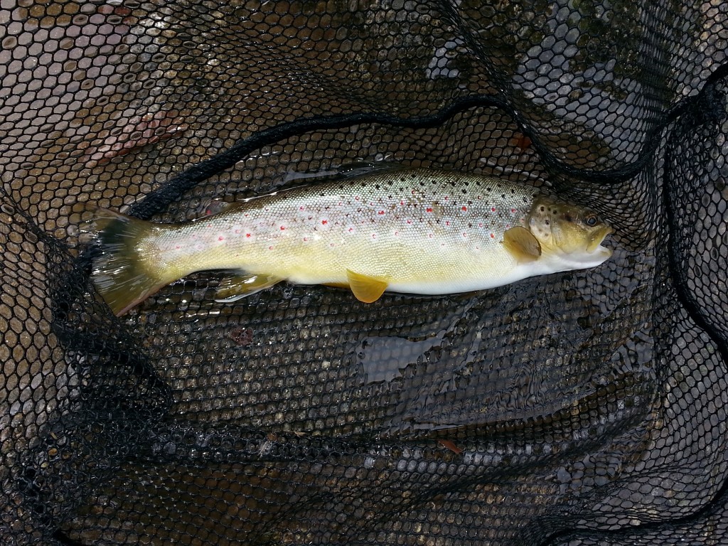 Caught a 4lb tank in Cherokee, NC this weekend : r/troutfishing