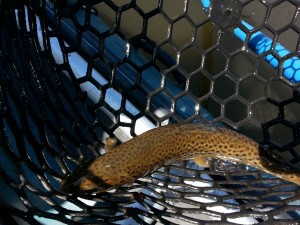 tuckasegee-river-trout-fishing-report-guided-float-trips.jpg
