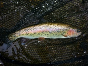 trout-fishing-guide-highlands-nc.jpg