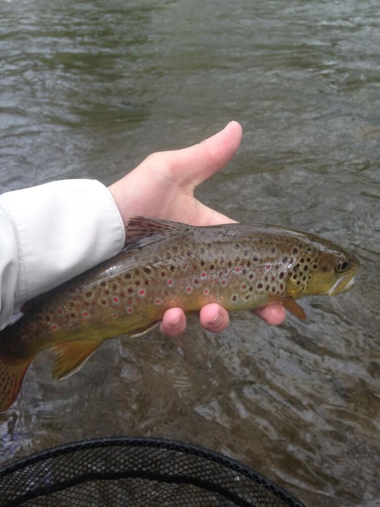 deep-creek-wild-brown-trout-fly-fish-nc.jpg