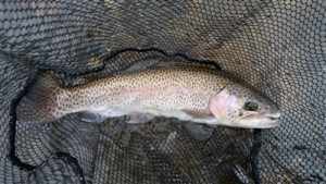 highlands-nc-delayed-harvest-rainbow-trout.jpg