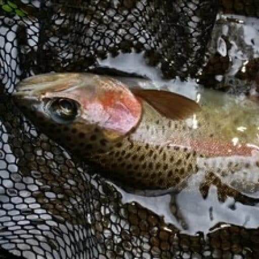 rainbow-trout-deep-creek.jpg