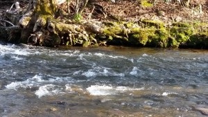 trout-fishing-delayed-harvest-nc.jpg