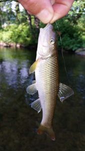 chub-deep-creek-bryson-fishing.jpg