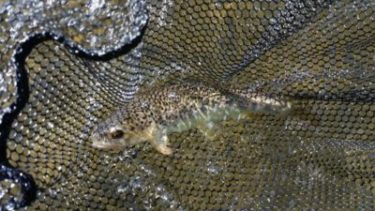wild-brown-trout-great-smoky-mountains-fly-fishing-guide-trips-nc
