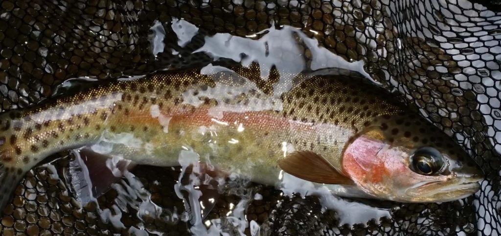 north-carolina-best-fly-fishing-trips.jpg