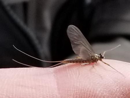 Figure Out Matching Hatches Fly Fishing the Smokies in North Carolina