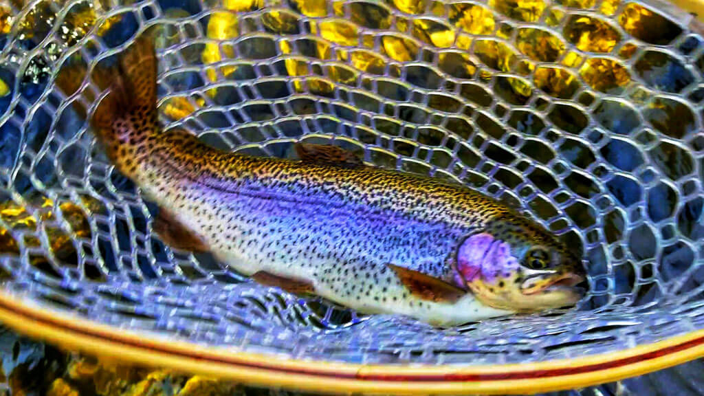 about-blog-mac-brown-fly-fish