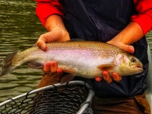 fontana-lake-fishing-trout